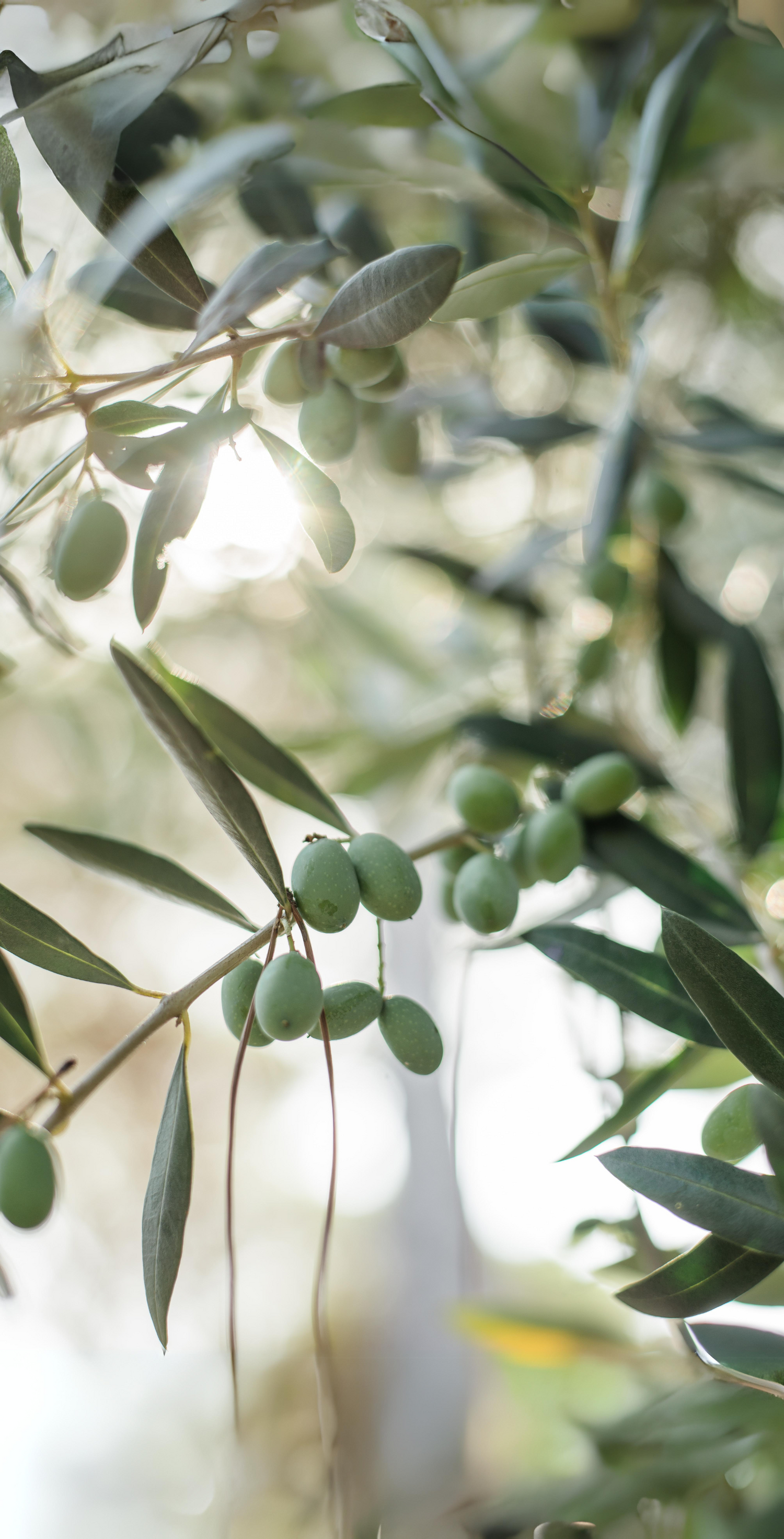 Image depicting olives growing on a tree, representing olive squalane production 