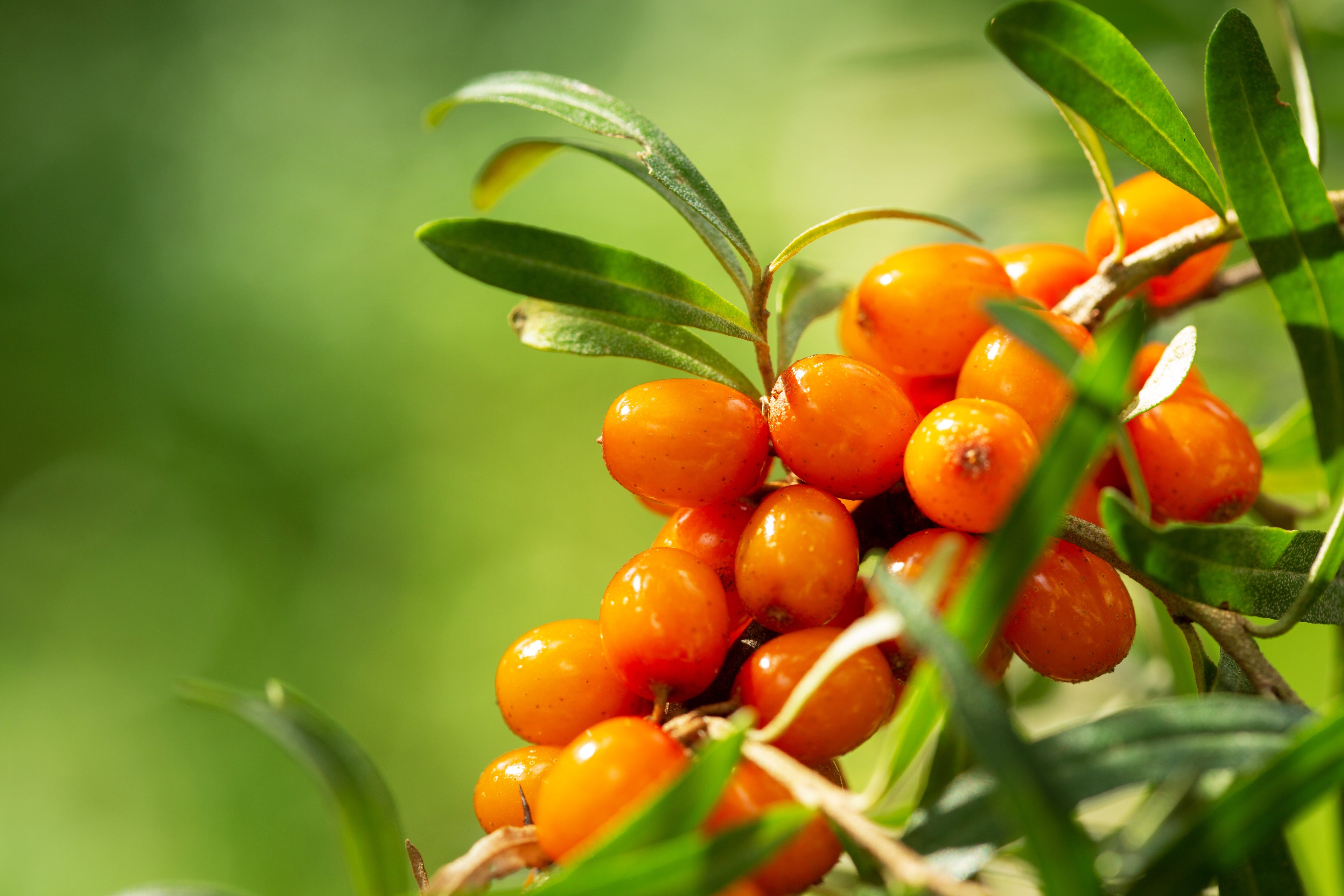 Image depicting sea buckthorn oil 